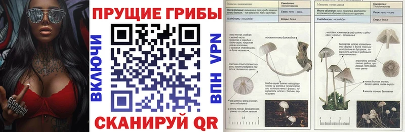 Псилоцибиновые грибы Cubensis  Балтийск 
